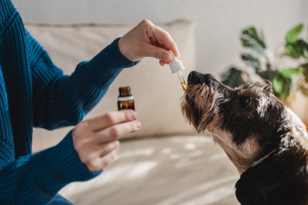 CBD: For Dogs and Cats